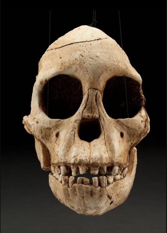 タウング·ベイビー頭骨模型 頭骨模型・頭蓋骨模型 | トワテック