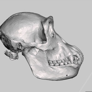 Pode incluir: Um modelo 3D detalhado de um crânio de primata, renderizado em tons de cinza. O crânio é visto de lado, mostrando os dentes e a estrutura da mandíbula.