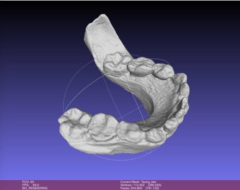 アウストラロピテクス・アフリカヌス、タウン・チャイルド、古代
