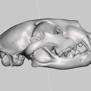 Real Juvenile African Lion Skull (Panthera Leo), High Resolution STL Scan Animal Reproduction, 9&quot; long.