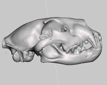 Real Juvenile African Lion Skull (Panthera Leo), High Resolution STL Scan Animal Reproduction, 9" long.