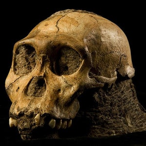 Australopithecus sediba, Ancient Hominid Skull In-Situ, Museum Quality High Resolution STL // Fossil // Paleoanthropology / Evolution
