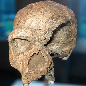 May include: A fossilized human skull with a large brow ridge and a missing section of the skull. The skull is light brown in color and has a rough texture.
