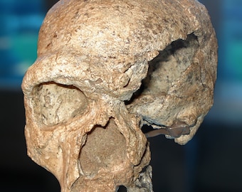 May include: A fossilized human skull with a large brow ridge and a missing section of the skull. The skull is light brown in color and has a rough texture.