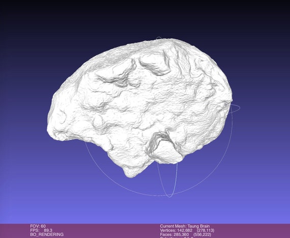アウストラロピテクス・アフリカヌス、タウン・チャイルド、古代人類の
