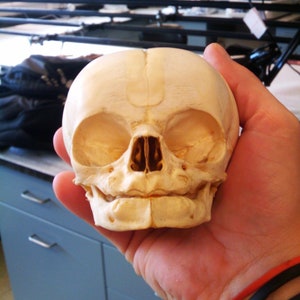 5 Month Old Human Skull (Victorian Child, CT SCAN), Museum Quality High Resolution STL // Fossil // Paleoanthropology / Evolution