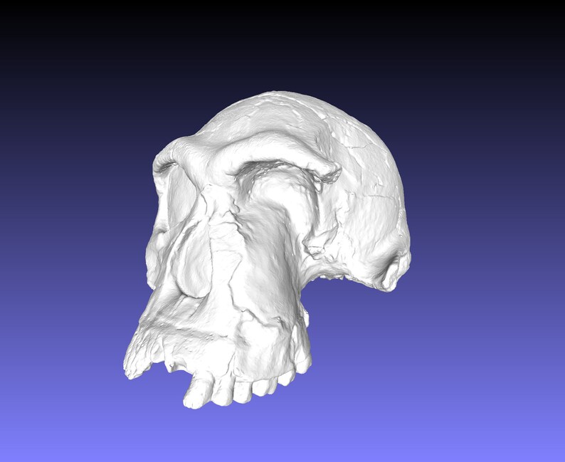 Homo Habilis handy Man Ancient Hominid Skull Etsy UK