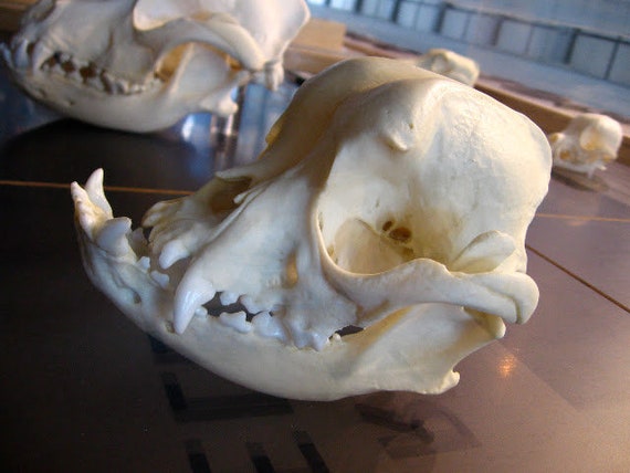 Bulldog skull hot sale