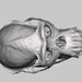 West African Chimpanzee (pan Troglodytes Verus) Skull High Resolution ...