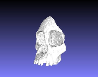 アウストラロピテクス·アフリカヌス実物大模型 アウストラロピテクス·アフリカヌス実物大模型 - メルカリ