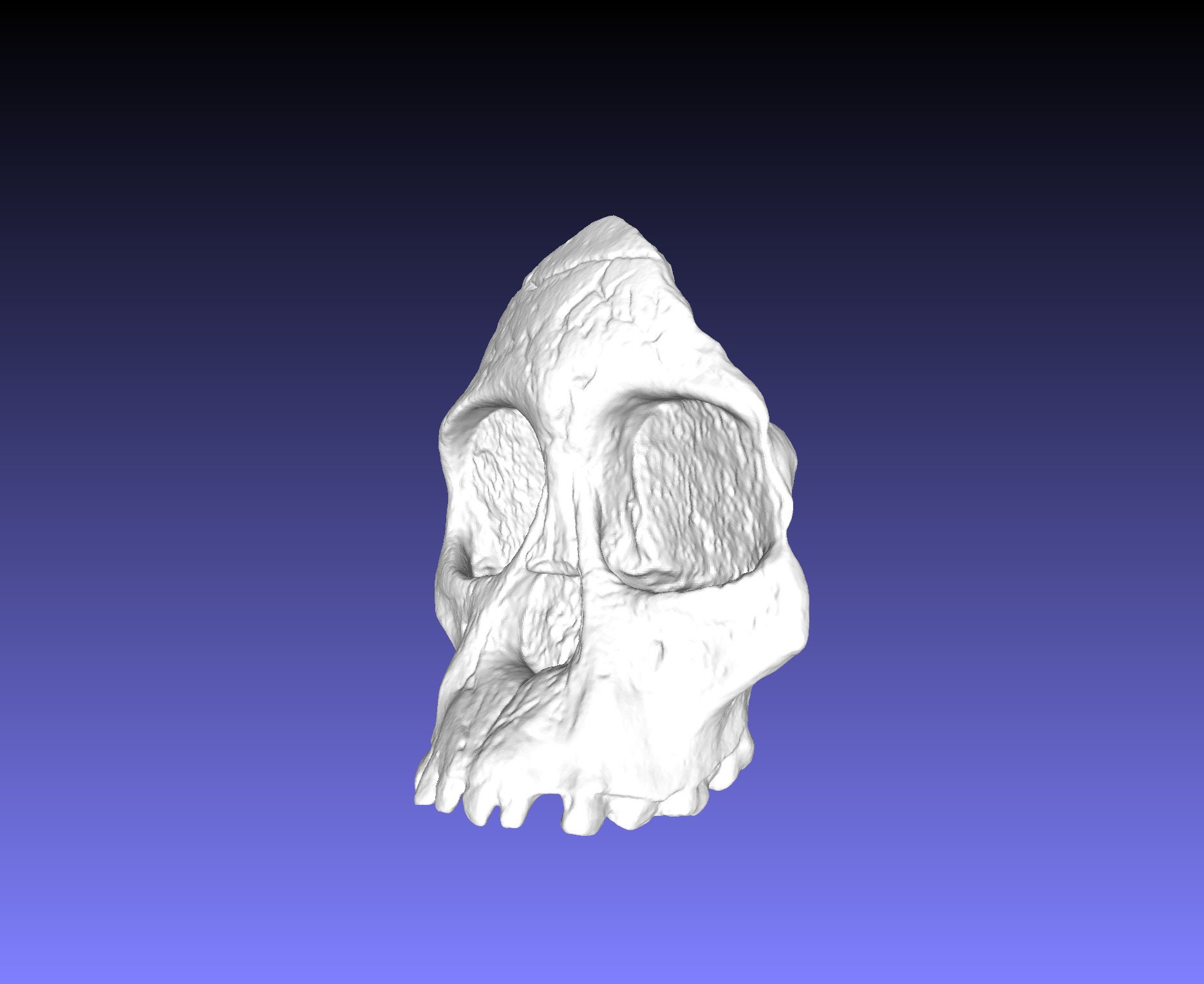 アウストラロピテクス·アフリカヌス実物大模型 アウストラロピテクス·アフリカヌス実物大模型 立体・オブジェ