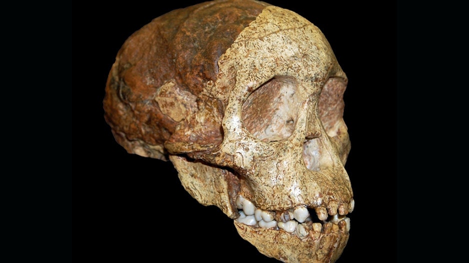 アウストラロピテクス·アフリカヌス模型 アウストラロピテクス・アフリカヌス、タウン・チャイルド、古代人類の