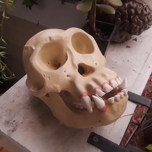 Full Size Chimpanzee (Pan troglodytes) Skull High Resolution Primate STL Scan Hominid