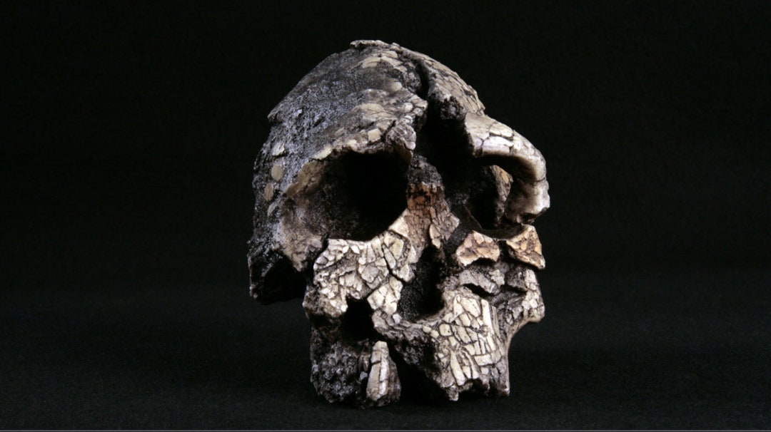 Kenyanthropus Platyops Cranium KNM-WT-40000, Ancient Hominid