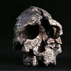 May include: A fossilized human skull with a cracked and weathered surface. The skull is missing the lower jaw and has a prominent brow ridge.
