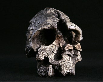 May include: A fossilized human skull with a cracked and weathered surface. The skull is missing the lower jaw and has a prominent brow ridge.