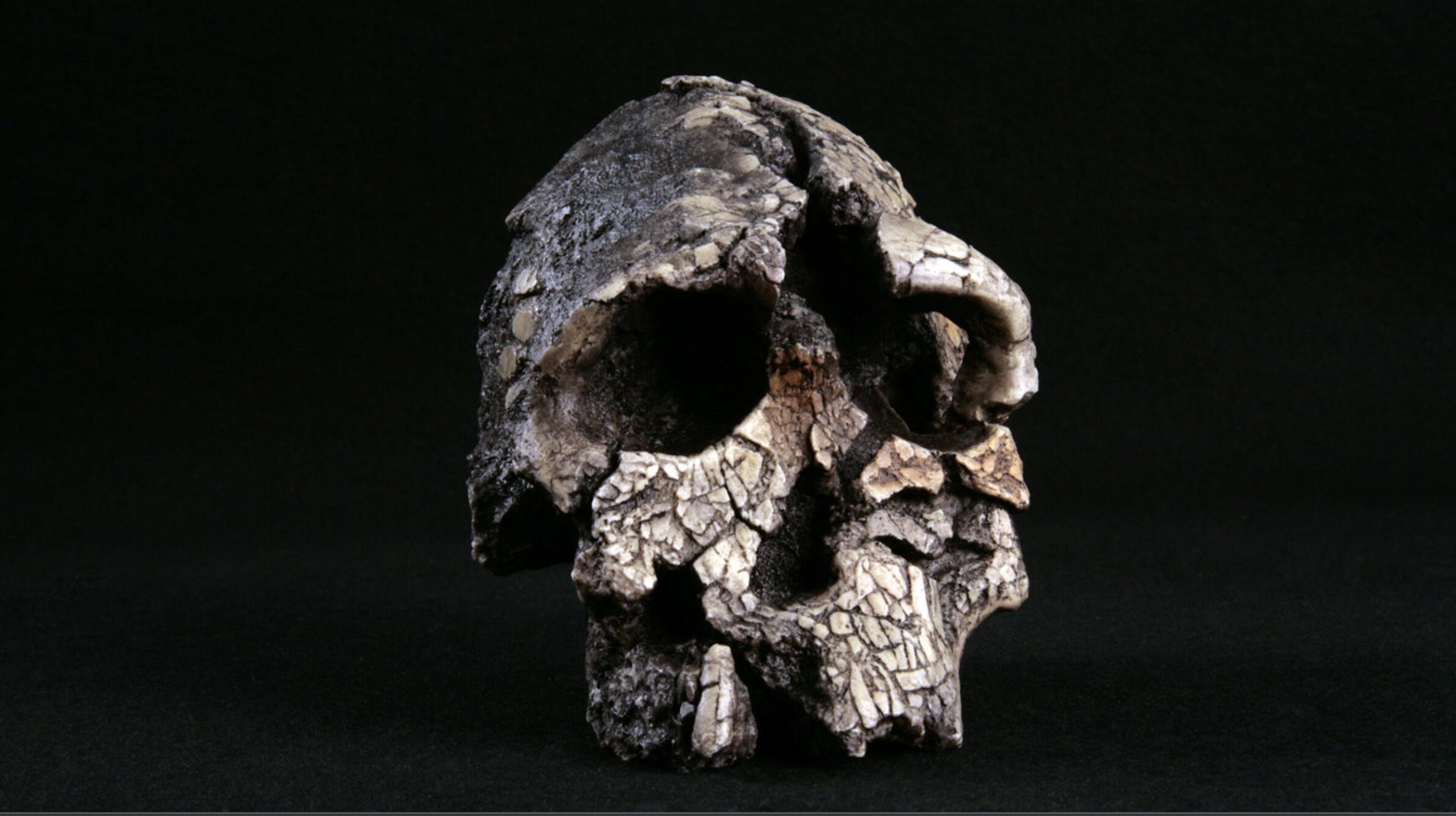 Kenyanthropus Platyops Cranium KNM-WT-40000, Ancient Hominid