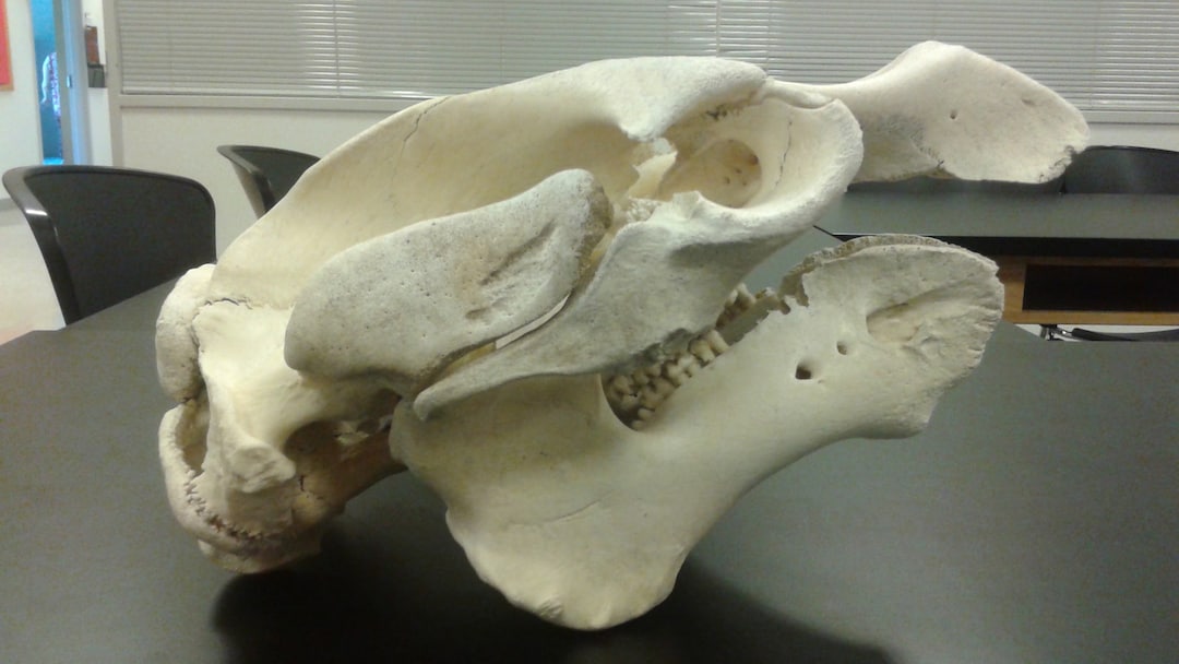 Manatee Skull and Mandible High Resolution Scan - Etsy