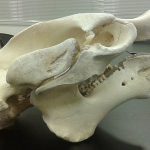 Manatee Skull and Mandible High Resolution Scan