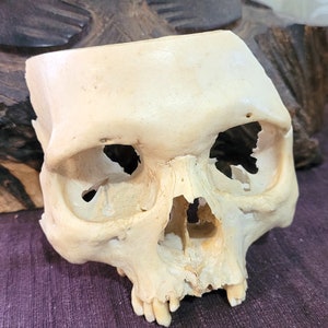 African Skull STL, Cut in HALF. Teaching Tool used in Forensic Anthropology, Anatomy. High Resolution / Halloween Prop