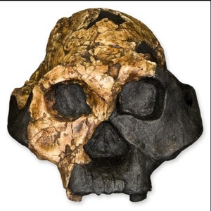 Australopithecus boisei Skull, Female, KNM ER 732, Ancient Hominid Quality High Resolution STL // Fossil // anthropology / Evolution