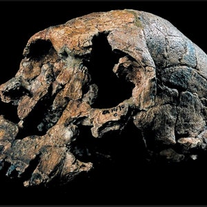 Homo rudolfensis, Ancient Hominid Skull Museum Quality High Resolution STL // Fossil // Paleoanthropology / Evolution