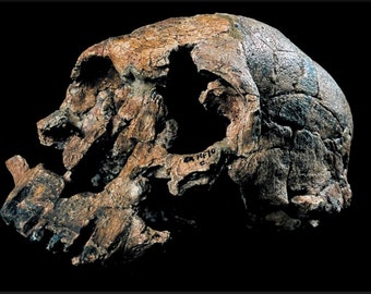 May include: Side profile of a fossilized hominid skull, showcasing a detailed view of its bone structure. The skull is a mix of brown and tan hues, with visible cracks and openings. The text "KNM-ER 1470 C" is visible on the skull.