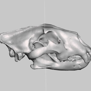 Red Fox Skull (Vulpes vulpes), High Resolution STL Scan Animal Reproduction, 3d printing