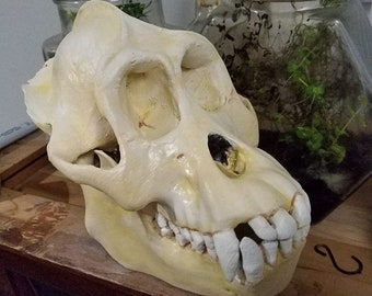 Full Size Orangutan Skull High Resolution Primate STL Scan Hominid