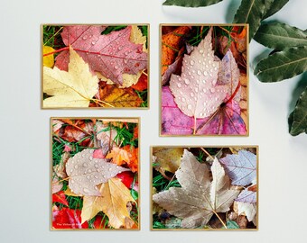 Feuillage d’automne avec gouttes de pluie Macro Photo Pictures par La Vertu de Dieu, Set de 4 dessins muraux sur toile non encadrés, Prints Tailles 10x8 à 20x16 pouces.