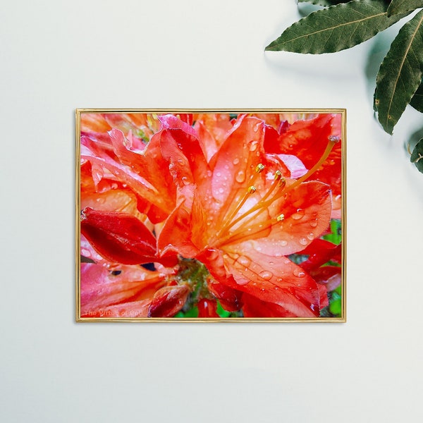 Red Rhododendron Flowers with Raindrops-Authentic Nature Macro Photography–Unframed Canvas Horizontal Print-Modern Wall Art Home Décor