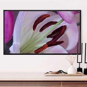 May include: Close-up photograph of a pink lily flower with red stamen. The flower is in focus and the background is blurred.