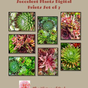 May include: Set of seven digital prints featuring close-up images of succulent plants in various shades of green, red, and brown. The prints are arranged in a grid pattern and have a rustic, natural feel. The text "The Virtue of God" is visible at the bottom of the image.