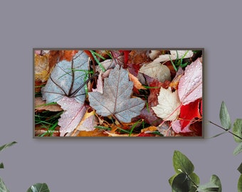 Feuillage d'automne avec gouttes de pluie Macro Photographie par La Vertu de Dieu, image panoramique sur toile sans cadre, taille d'impression 24 x 12 pouces.