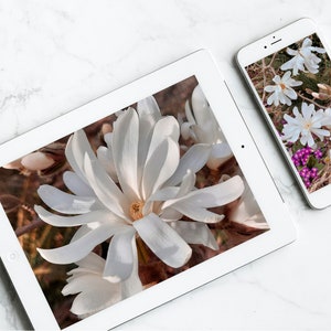 Könnte beinhalten: Ein weißes Tablet und ein weißes Smartphone, die beide Bilder von weißen Magnolienblüten zeigen. Das Tablet zeigt eine Nahaufnahme einer einzelnen Blume, während das Smartphone eine Gruppe von Blumen zeigt.