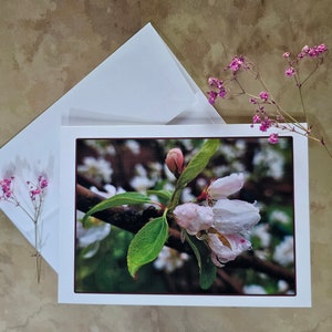 May include: A close-up of a pink apple blossom with water droplets on the petals. The blossom is on a branch with green leaves. The background is blurred and out of focus.