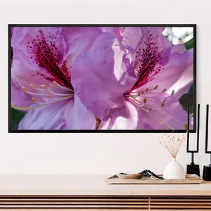 Könnte beinhalten: Nahaufnahme einer rosa Rhododendronblüte mit dunkelrosa Flecken auf den Blütenblättern. Die Blüte ist scharf, während der Hintergrund unscharf ist.