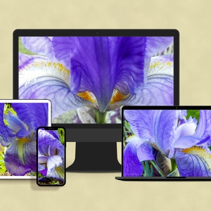 Könnte beinhalten: Eine Nahaufnahme einer violetten Iris-Blume, die auf einem Computermonitor, einem Tablet, einem Laptop und einem Smartphone angezeigt wird.