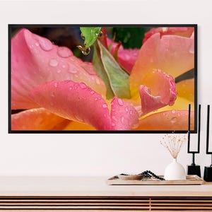 May include: A framed close-up of a rose with pink and yellow petals, covered in water droplets. The image is a vibrant display of nature's beauty, with a focus on the delicate textures and colors of the flower. The artwork is displayed on a white wall.