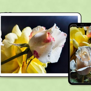 May include: A close-up of two roses, one white with pink markings and one yellow, displayed on a tablet and a smartphone.