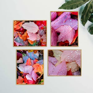 Autumn Vibrant Leaves with Raindrops-Authentic Nature Macro Photography-Unframed Canvas Vertical Horizontal 4 Prints Set-Modern Wall Art