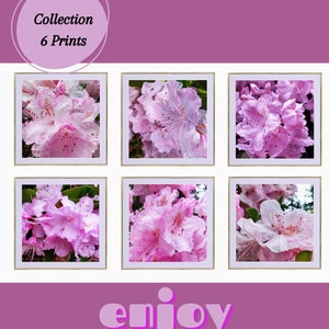 Könnte beinhalten: Eine Sammlung von sechs Drucken mit Nahaufnahmen von rosa Rhododendronblüten. Die Blüten haben ein zartes, gekräuseltes Aussehen und stehen in voller Blüte. Die Drucke sind in Gold gerahmt.