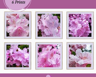 Bundle of 6 Close Up Photography Digital Art by The Virtue of God, Pink Rhododendrons with Raindrops, Floral Gallery Wall Prints.