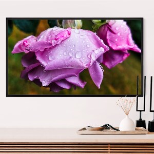 May include: A close-up of a single pink rose with water droplets on the petals. The rose is in focus, while the background is blurred.