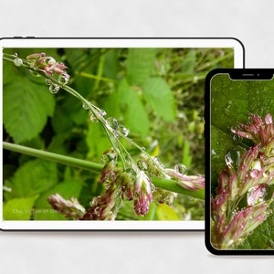 Digital 2 Prints Set-Makro Fotografie Natur Wand Kunst Wohnkultur-Green Grass mit Regentropfen-Sofortiger Download Multi-Gerät-Hintergründe