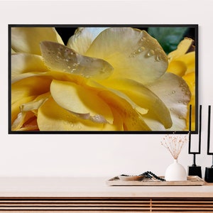 May include: Close-up of a yellow rose with water droplets on the petals.