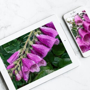 May include: A white tablet and a white smartphone both display a close-up image of pink foxglove flowers with water droplets. The flowers are in focus and the background is blurred.