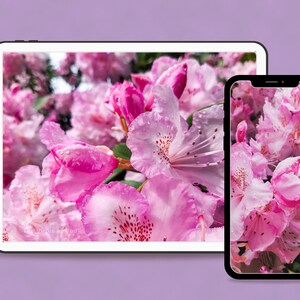 Könnte beinhalten: Eine Nahaufnahme von rosa Rhododendronblüten mit Wassertropfen auf den Blütenblättern. Die Blüten werden auf einem Tablet und einem Smartphone angezeigt.