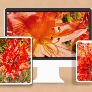 Digital Bundle 8 Drucke Set-Rote Rhododendron Blumen-Makro Fotografie-Galerie Wand Kunst Home Décor-Sofortiger Download Multi-Gerät Hintergrundbild