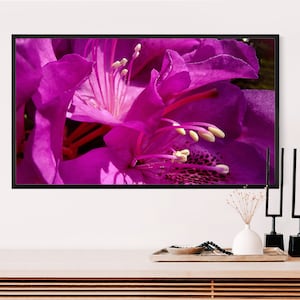 Könnte beinhalten: Nahaufnahme einer leuchtend violetten Rhododendronblüte mit zarten weißen Staubfäden. Die Blütenblätter sind weich und samtig, mit einem Hauch von Rosa in der Mitte.